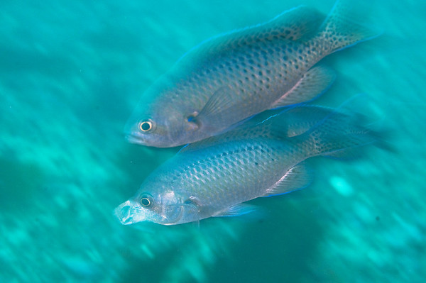 blacksmith underwater photo