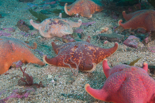 nikon 18-55mm underwater photo