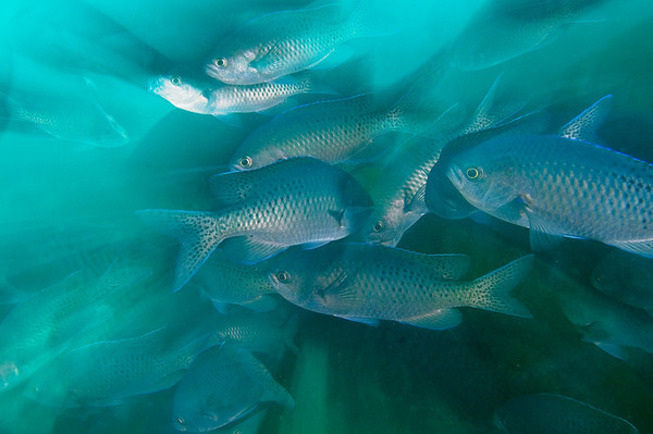 underwater fish photography