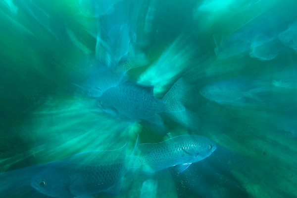 zooming in on the fish