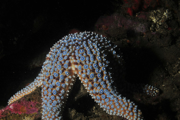 starfish underwater photo with nikon 18-55mm lens