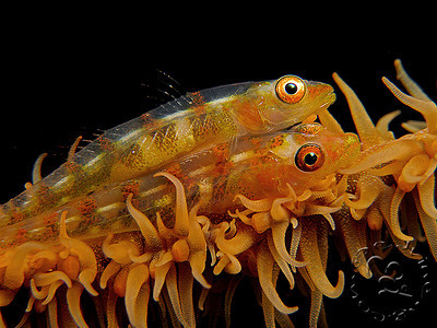 canon g9 underwater photo