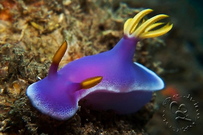 panasonic lumix lx3 underwater macro photo