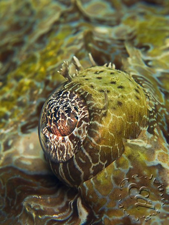 canon g10 underwater photo