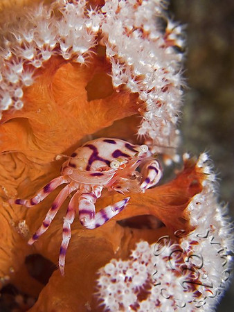 canon g10 underwater photo