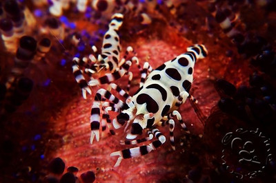 colamni shrimp, panasonic lumix lx3 camera underwater photo