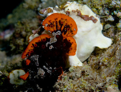 frogfish mating