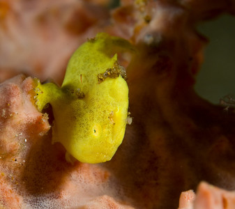 juvenile frogfish