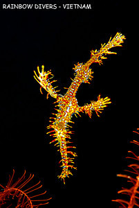 ghost pipefish, vietnam