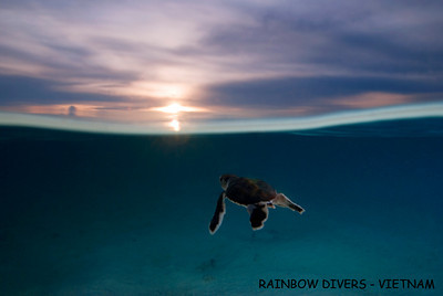 underwater photography from Vietnam