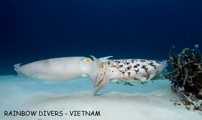 cuttlefish in vietnam