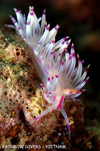nudibranch from underwater in vietnam