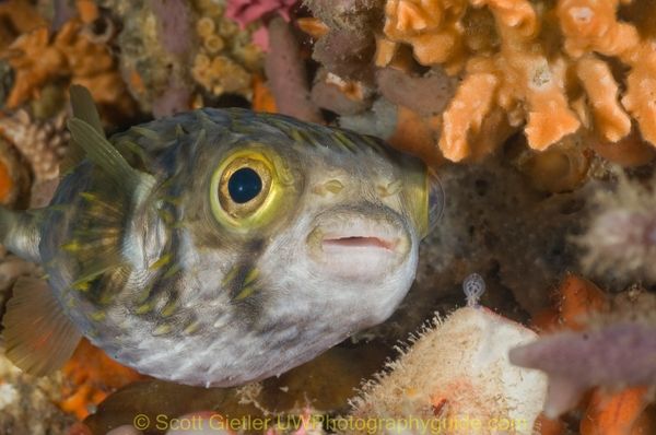 pufferfish underwater at the Edithburgh Jetty