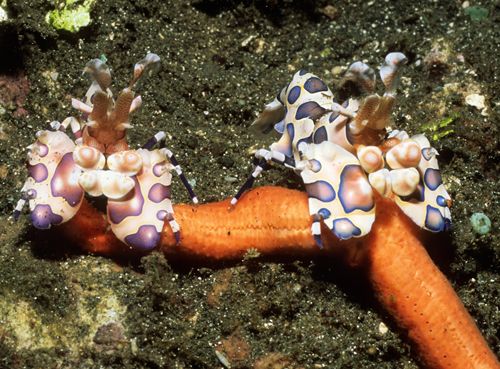 feeding harlequin shrimps, underwater in PNG