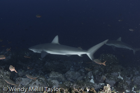 underwater photography of galapagos sharks
