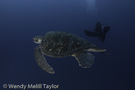 diving Galapagos underwater photography