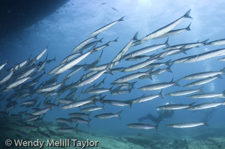 schooling barracuda in the Galapagos