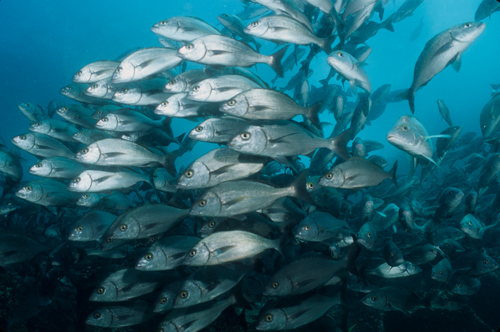 schooling grunts in the galapagos islands underwater