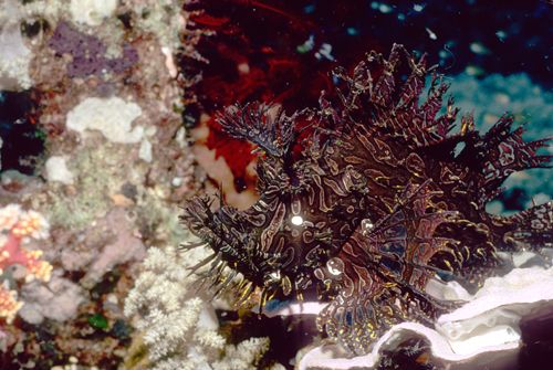 lacey rhinopia from png