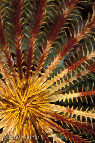 palau macro underwater photography - crinoid