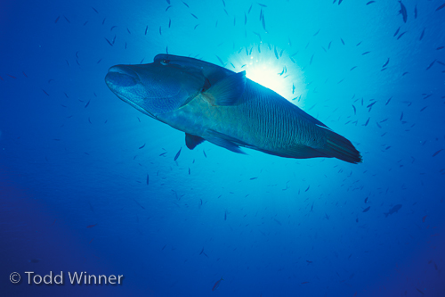 palau underwater photos