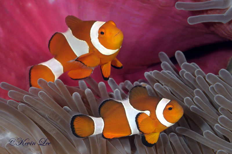 raja ampat underwater photos