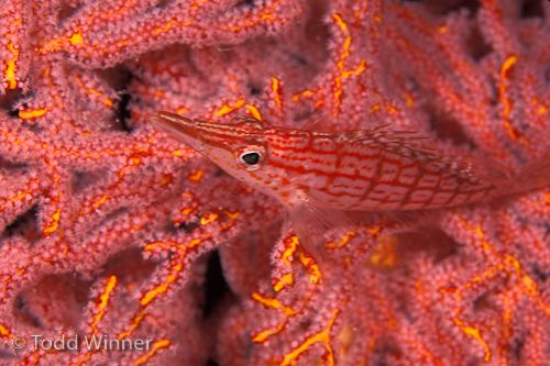 longnose hawkfish underwater photo in Palau
