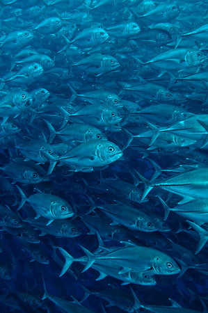 schooling jacks at cocos island