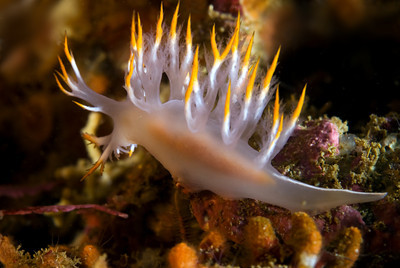 dendronotus iris nudibranch