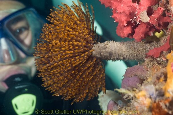 diver behind featheduster
