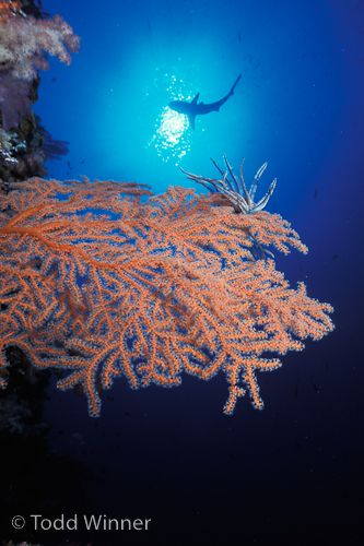 diving palau underwater photo with shark