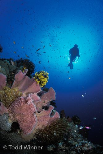 diving papua new guinea, PNG