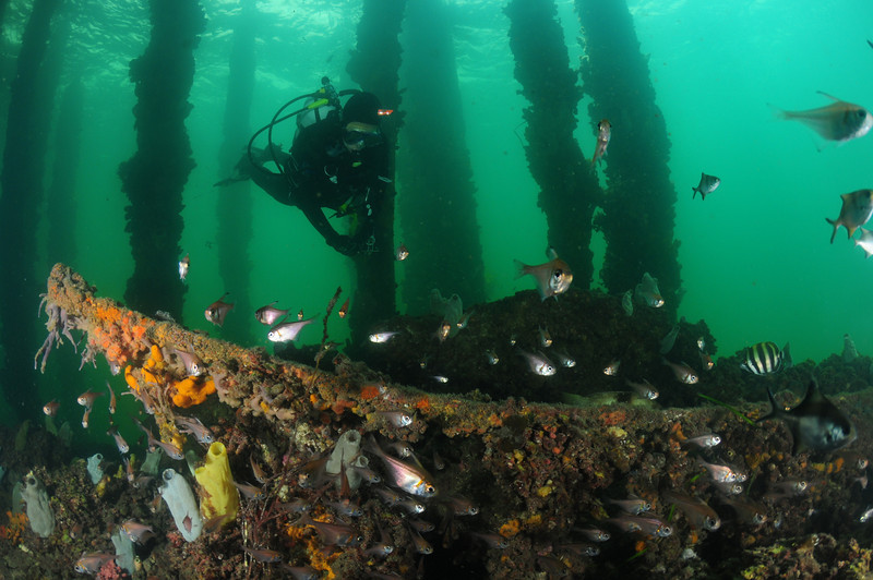 edithburgh jetty underwater