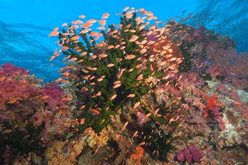 fiji underwater photography
