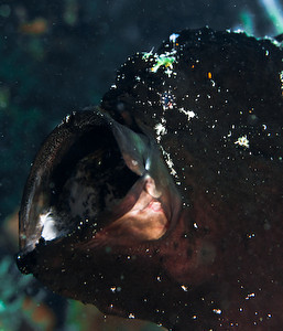 frogfish yawning