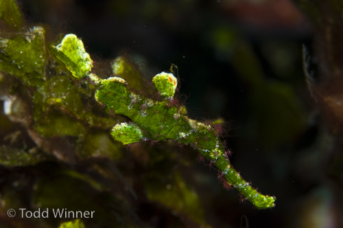 halimeda ghost pipefish in the solomon islands