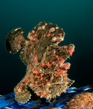 giant frogfish, Antennarius commersoni