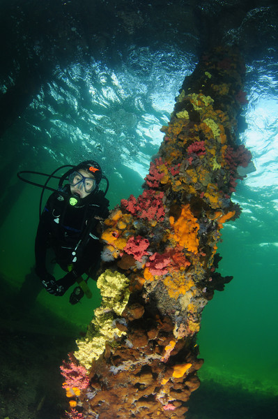 edithburgh jetty pier piling