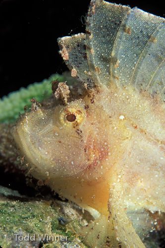 leaf scorpionfish