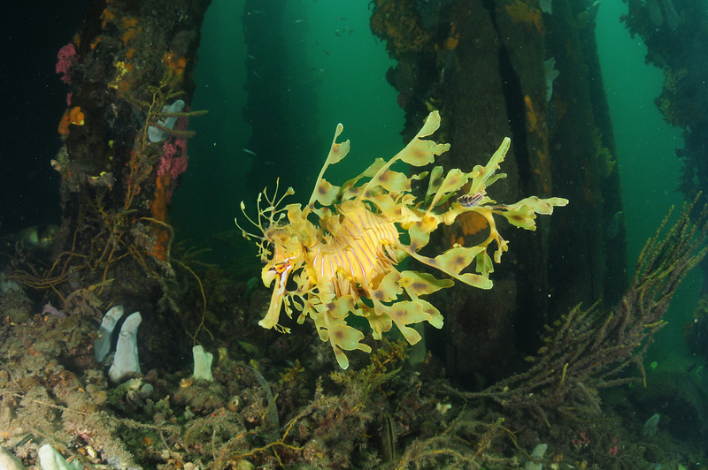 leafy sea dragon