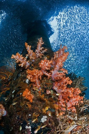 panasonic lumix lx3 underwater photo