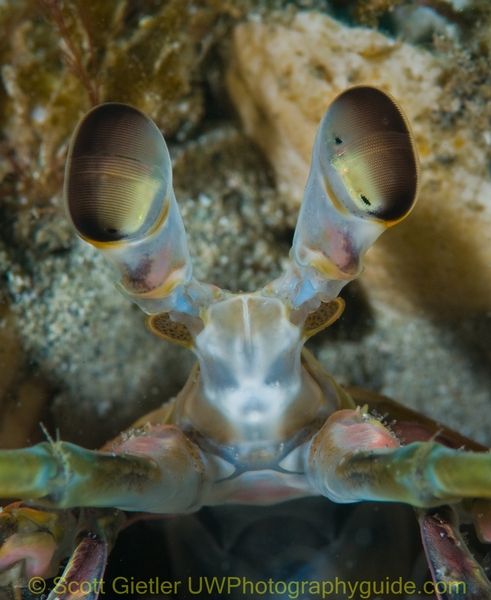 mantis shrimp eyes underwater