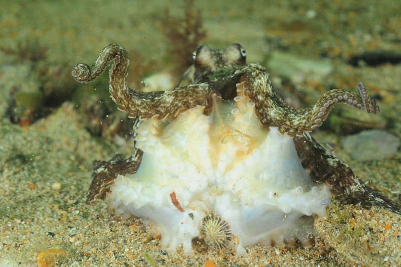 mating octopus