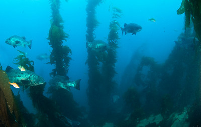 black sea mass mating aggregation