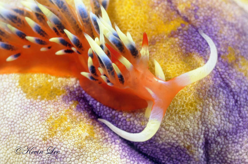 raja ampat underwater macro life