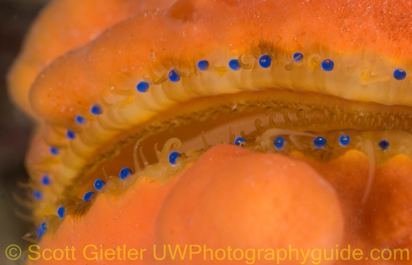 scallup eyes, adelaide, edithburgh jetty