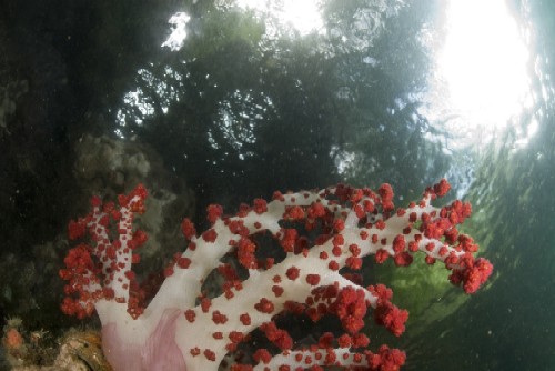 soft coral in the mangrove swamp in raja ampat
