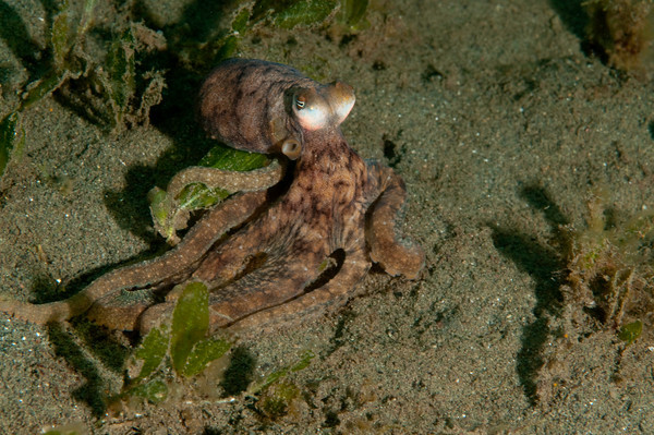 muck diving st vincent