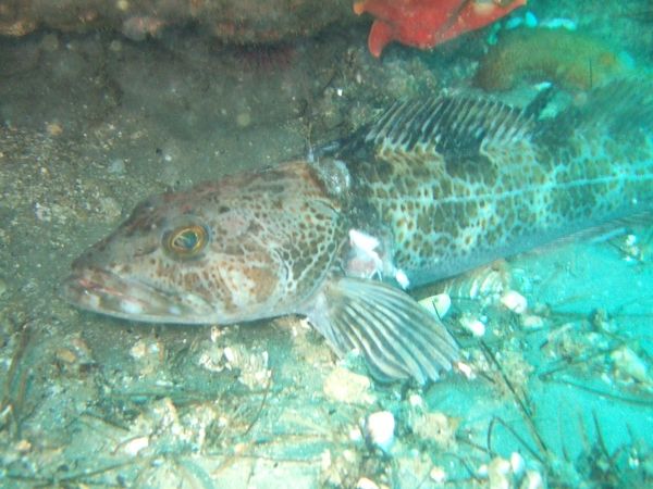 underwater camera example photo