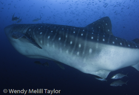whale shark in the Galapagos islands